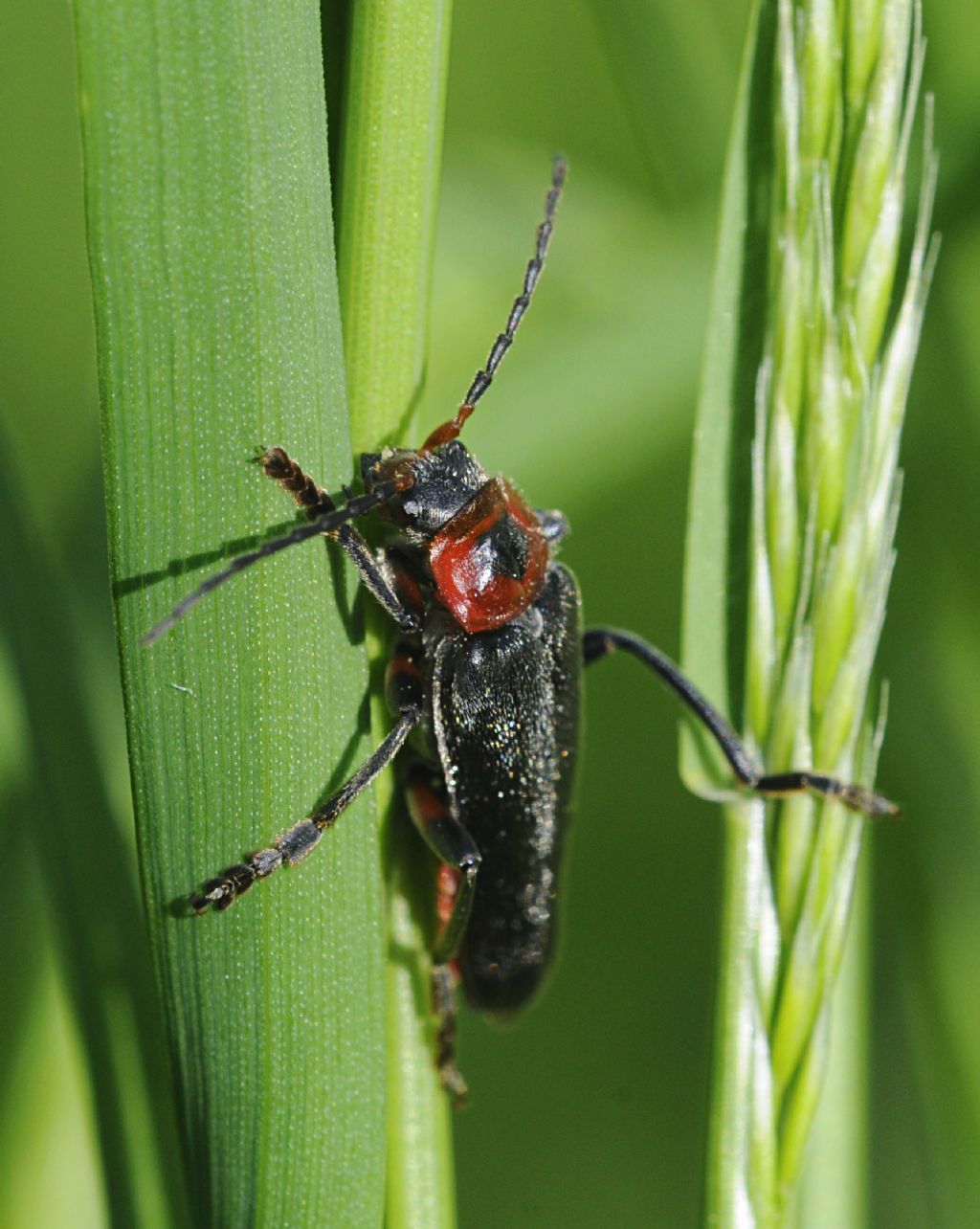 Cantharis fusca?