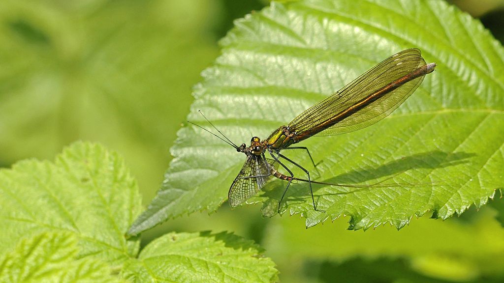 Calopteryx splendens F con preda