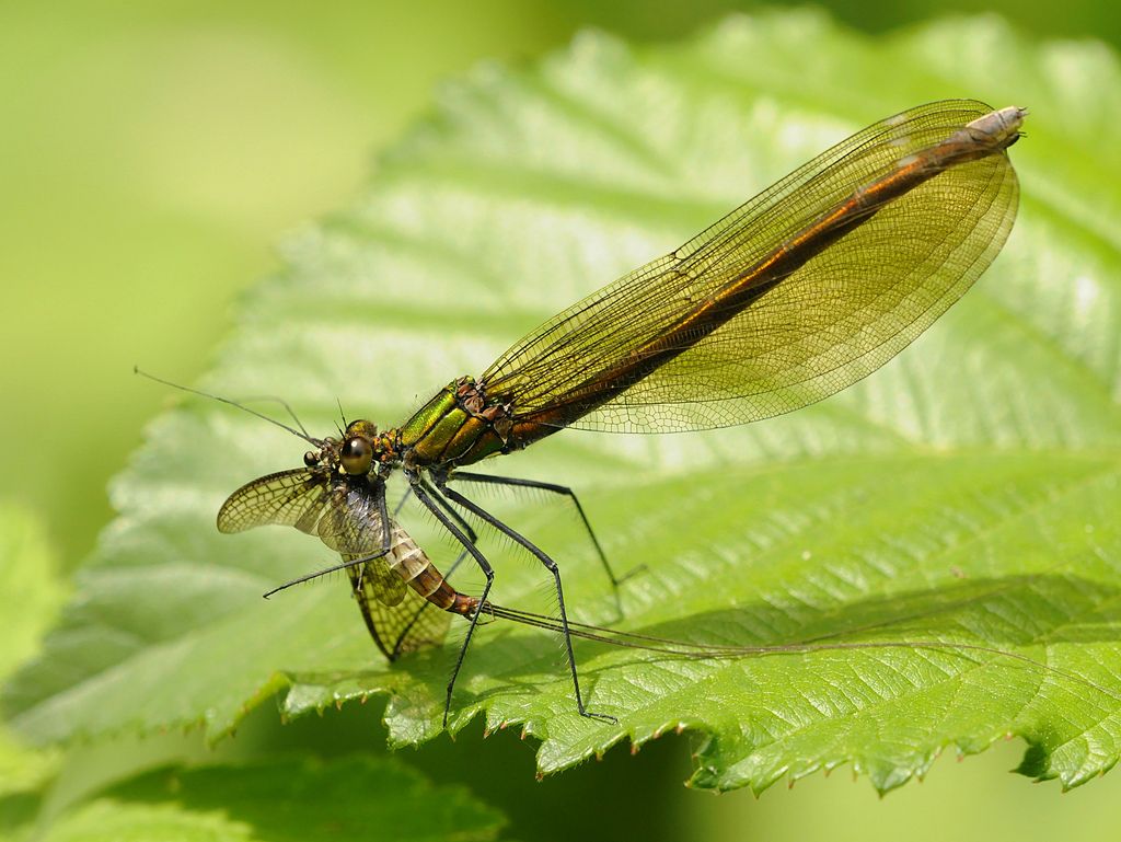 Calopteryx splendens F con preda
