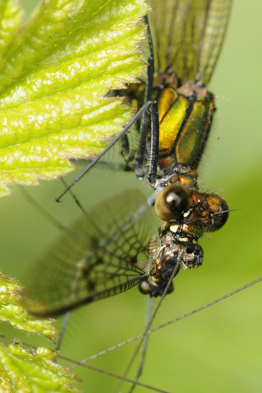 Calopteryx splendens F con preda