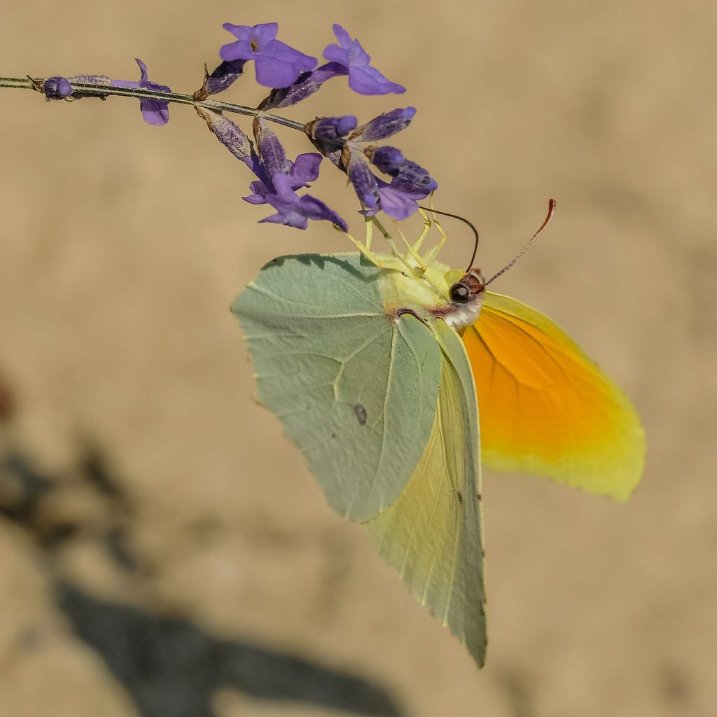 Gonepteryx tra la lavanda