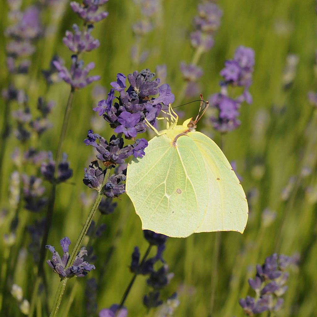 Gonepteryx tra la lavanda