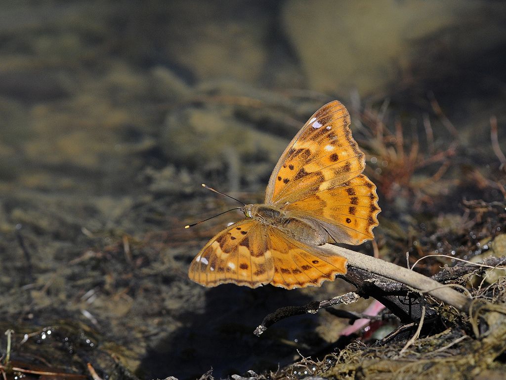 Lepidottero da identificare