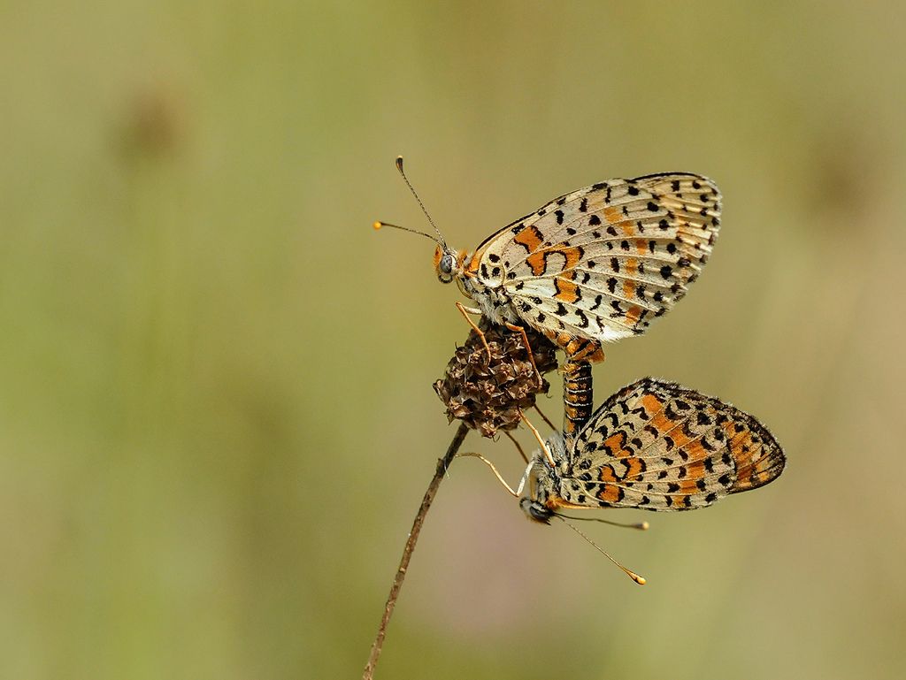 Melitaea didyma?