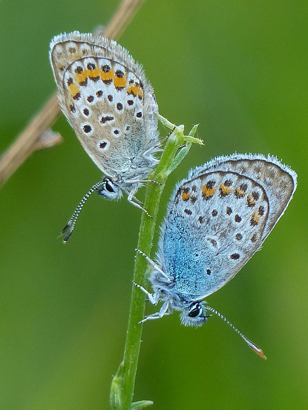 Licenidi da daterminare - Plebejus cfr. argus