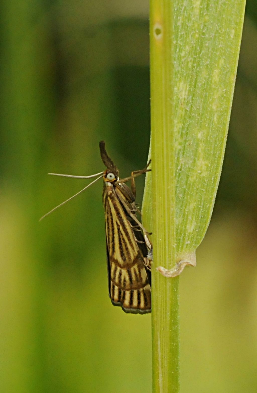 Crysocrambus?