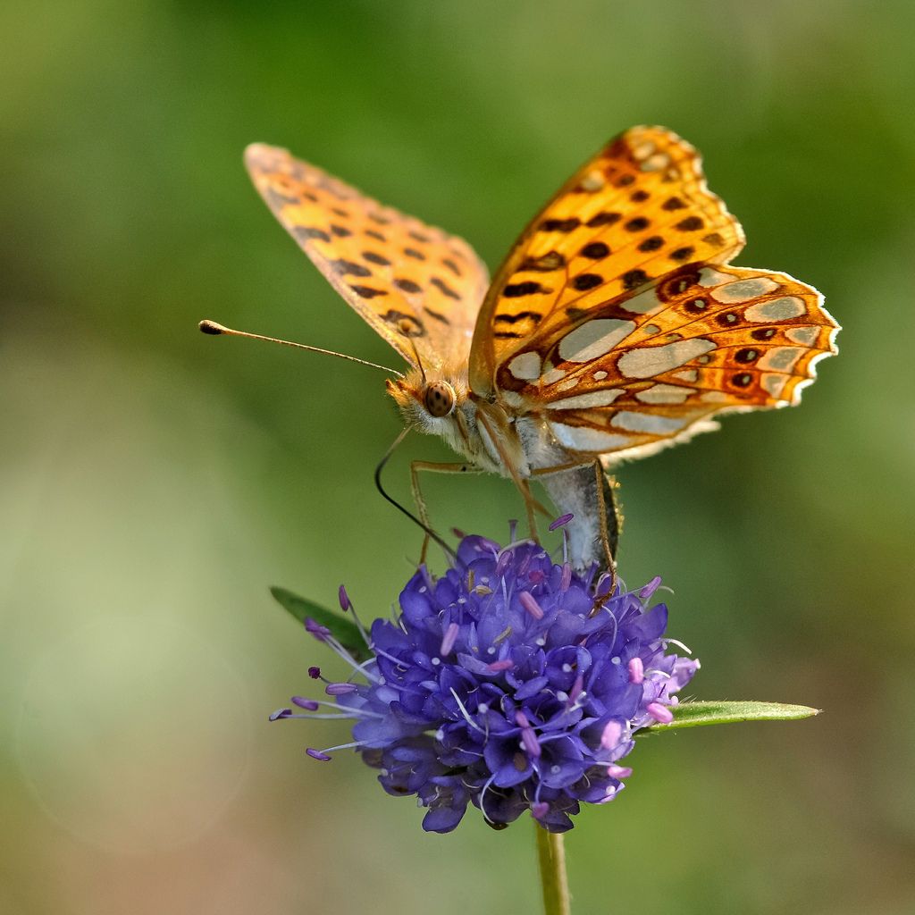 Lepidottero da identificare - Issoria lathonia