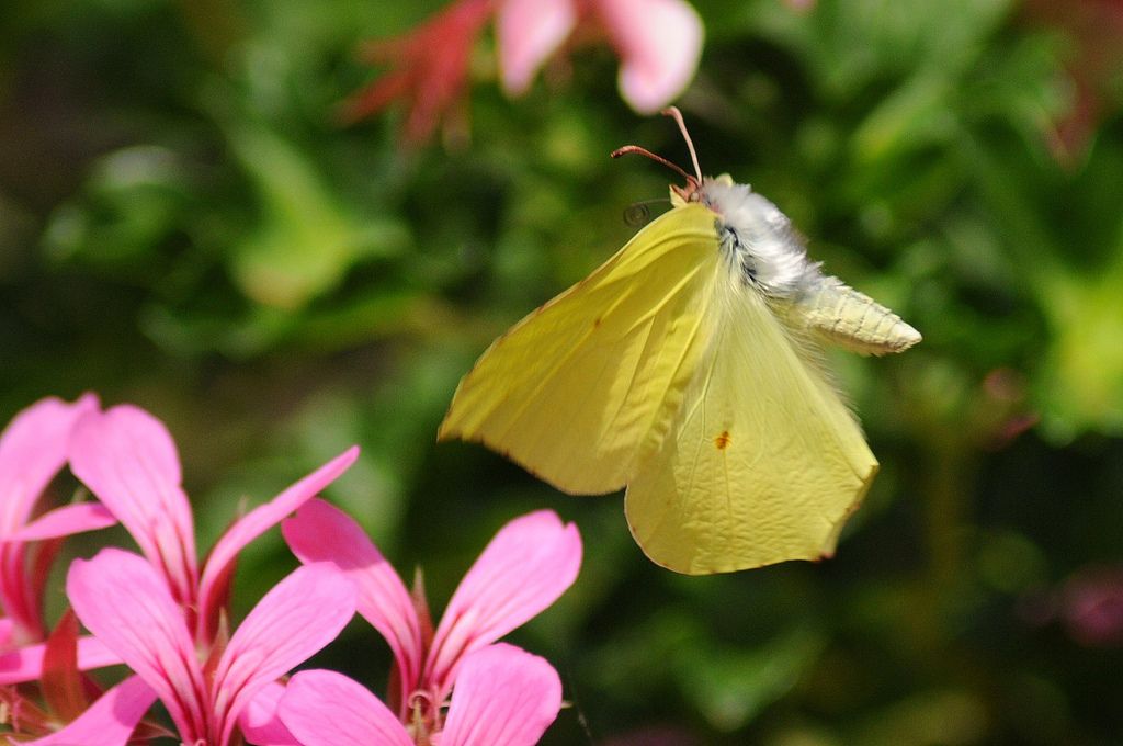 Gonepteryx rhamni?