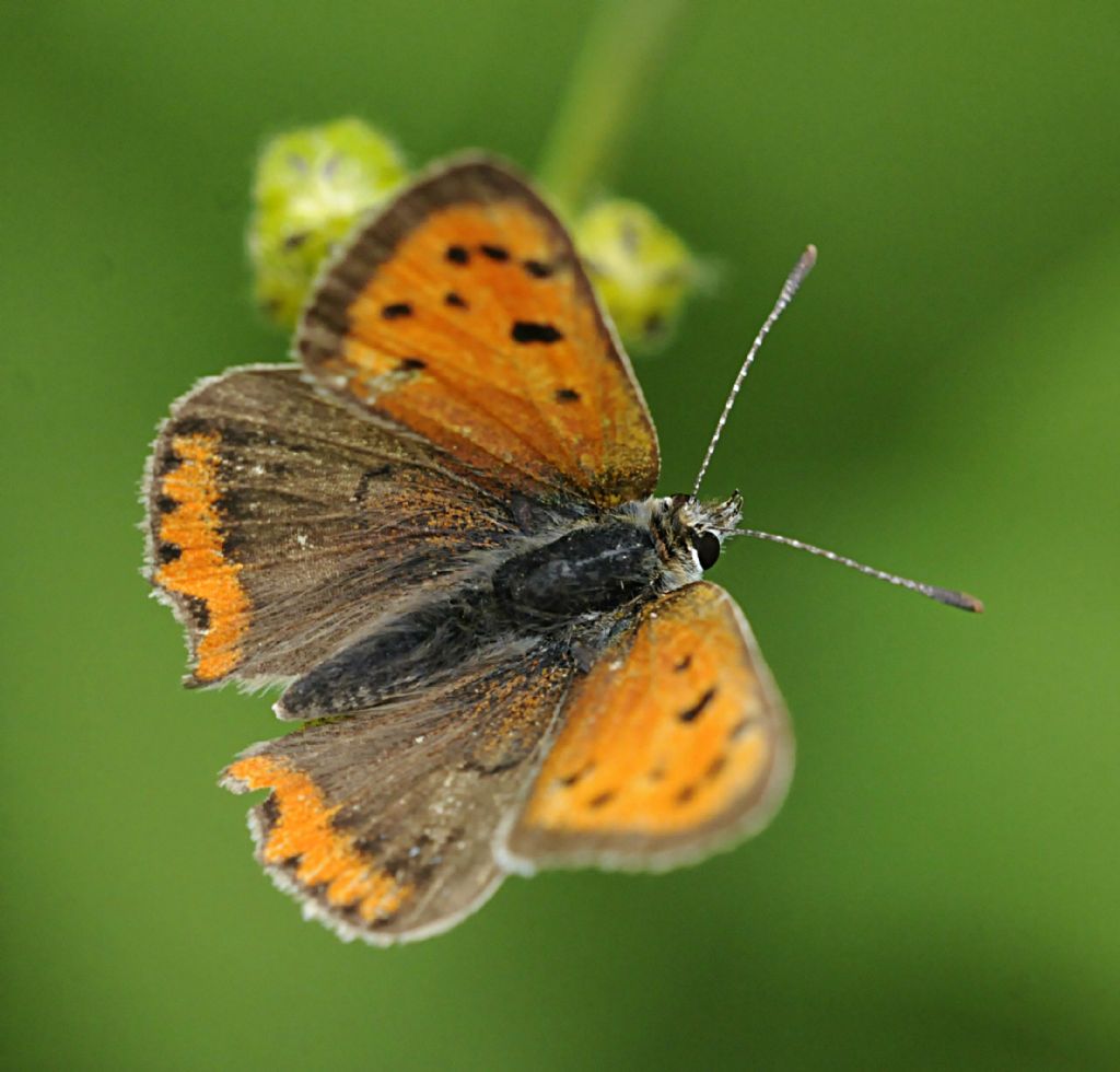Quale Lycaena? - Lycaena phlaeas