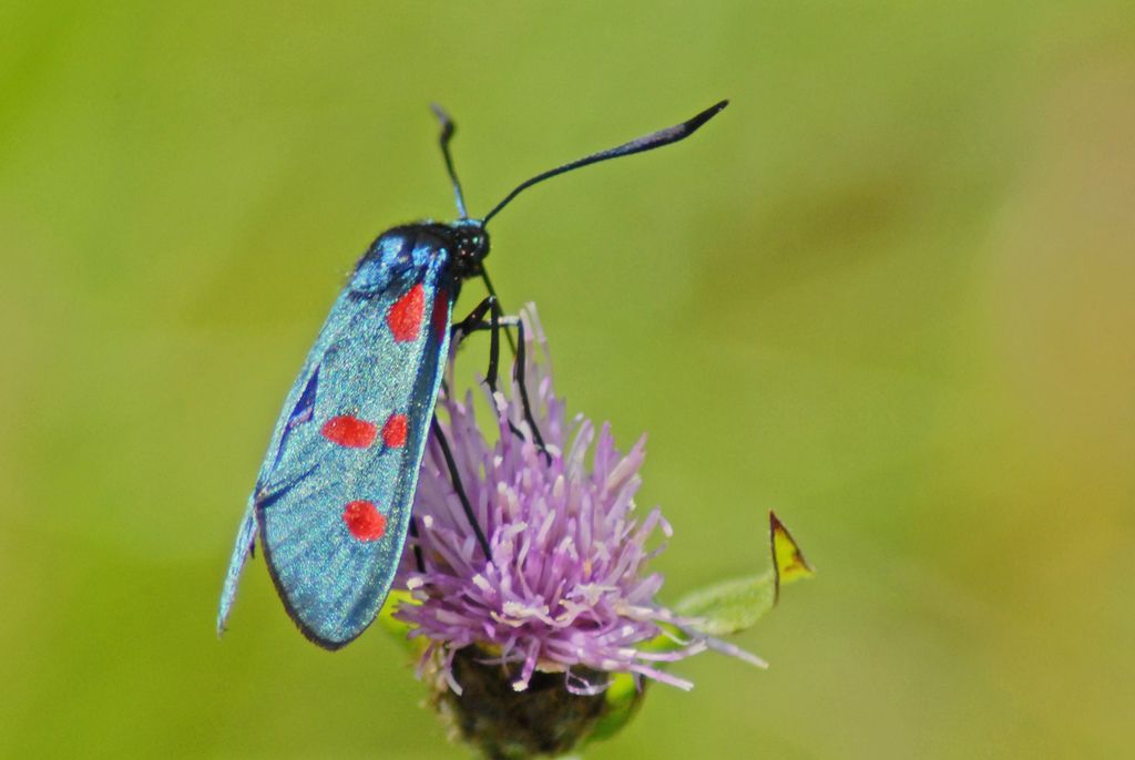 Zygaena lonicerae?