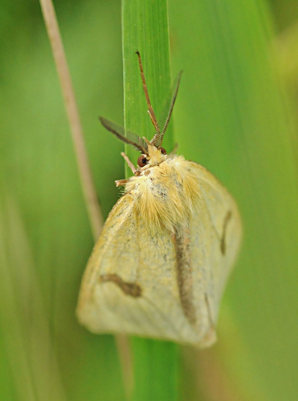 Lepidottero da identificare
