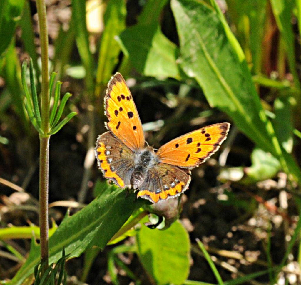 Sempre Lycaena phlaeas?