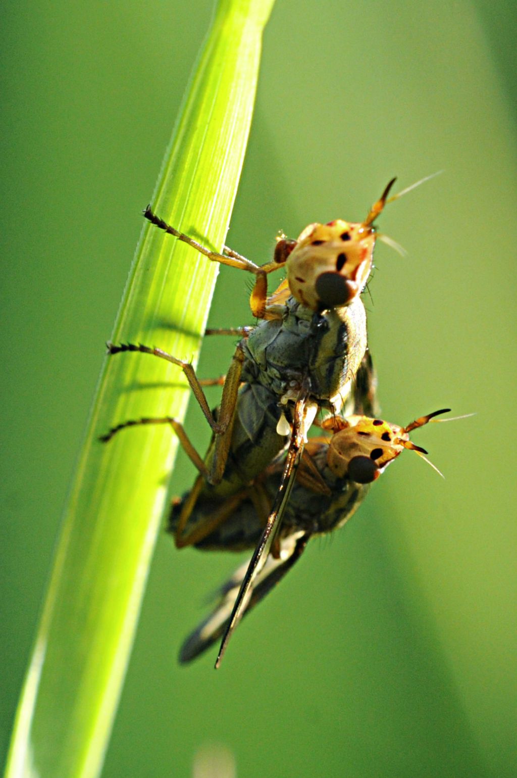 Conopidae?