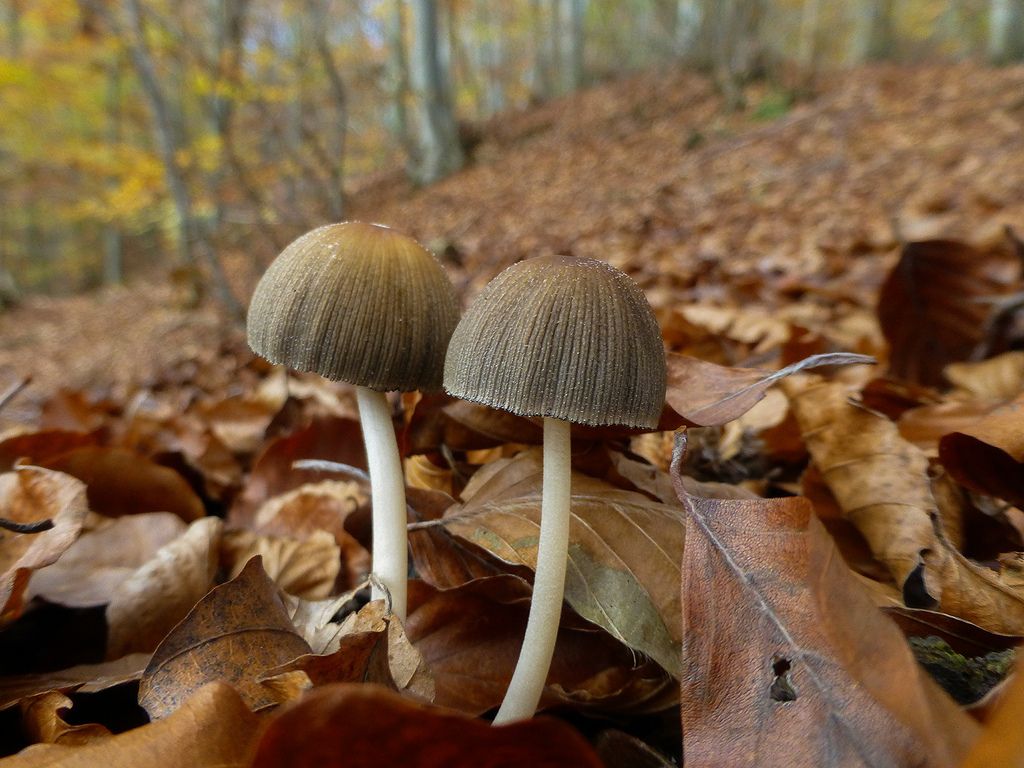 Coprinus? Quale?