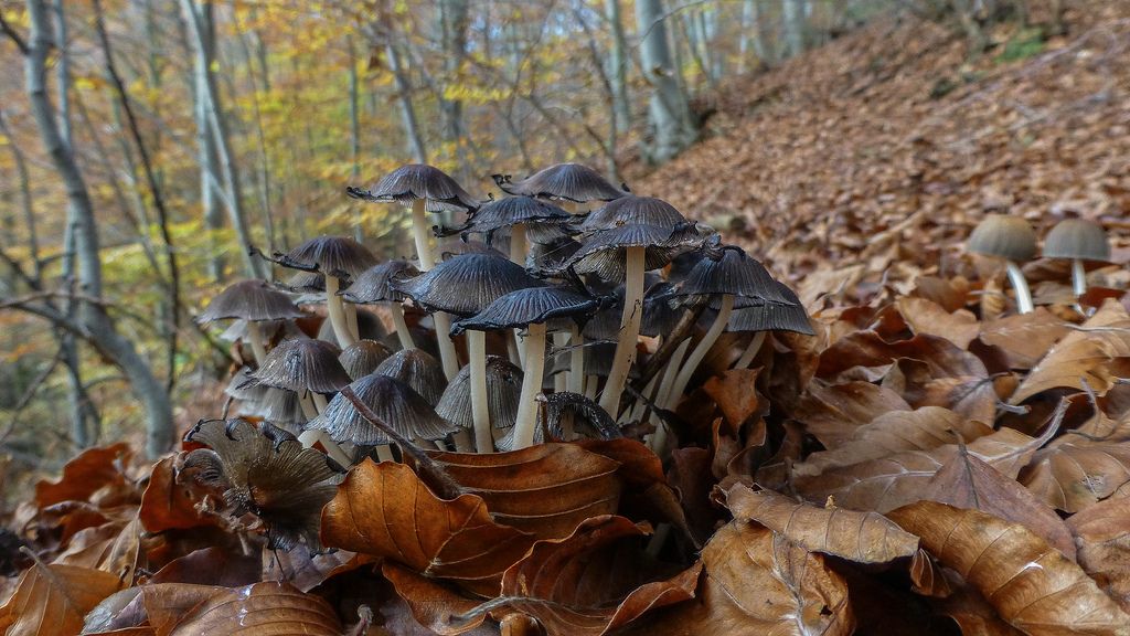 Coprinus? Quale?