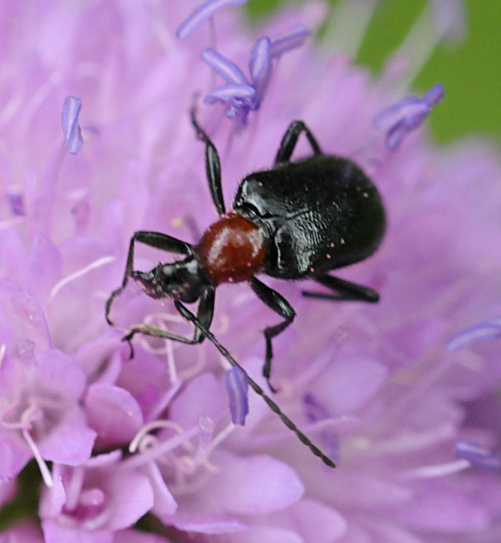 Dinoptera collaris