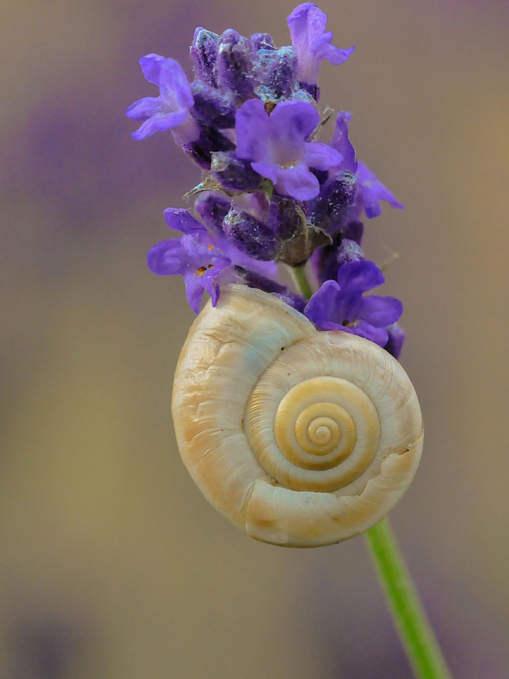 Chiocciola da identificare