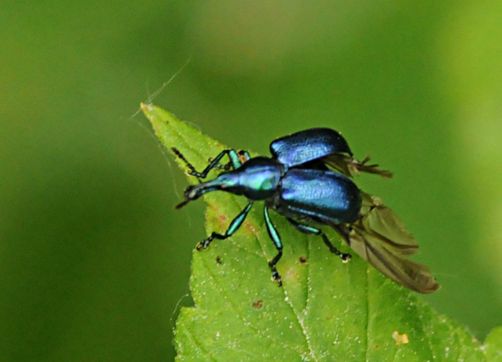 Coleottero da identificare: Byctiscus sp.