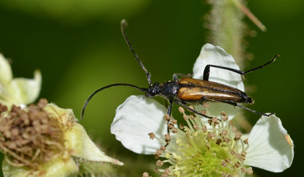 Stenurella cfr. melanura