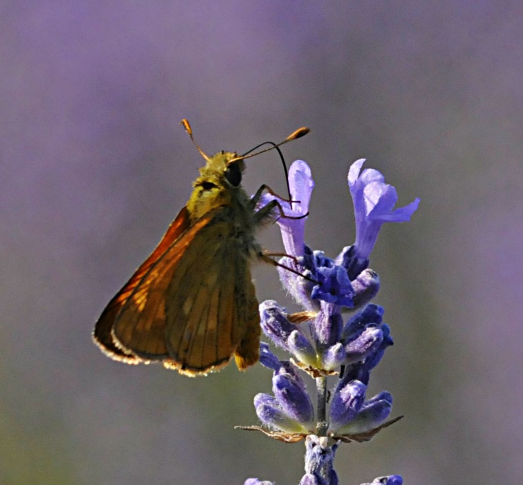 Ochlodes sylvanus?