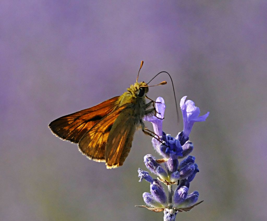 Ochlodes sylvanus?