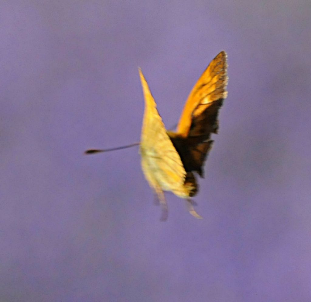 Ochlodes sylvanus?