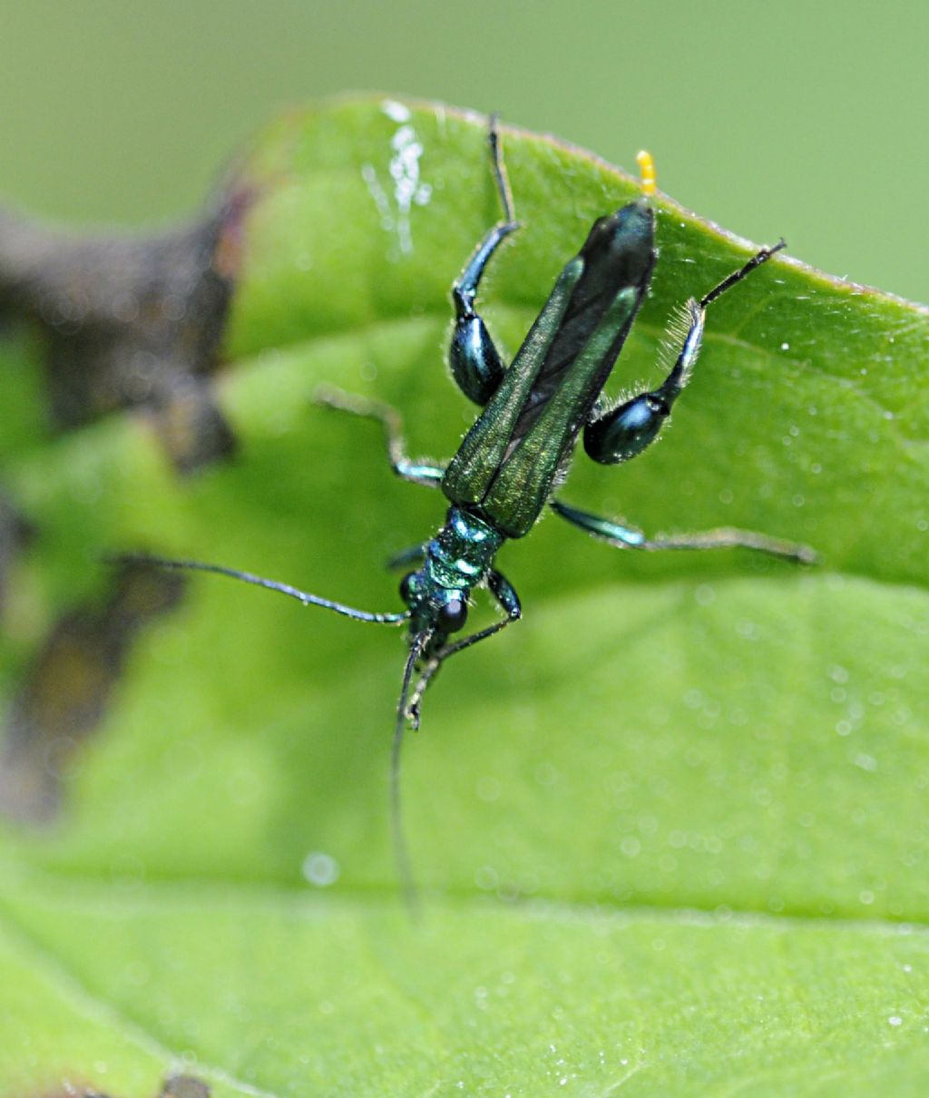 Oedemera nobilis