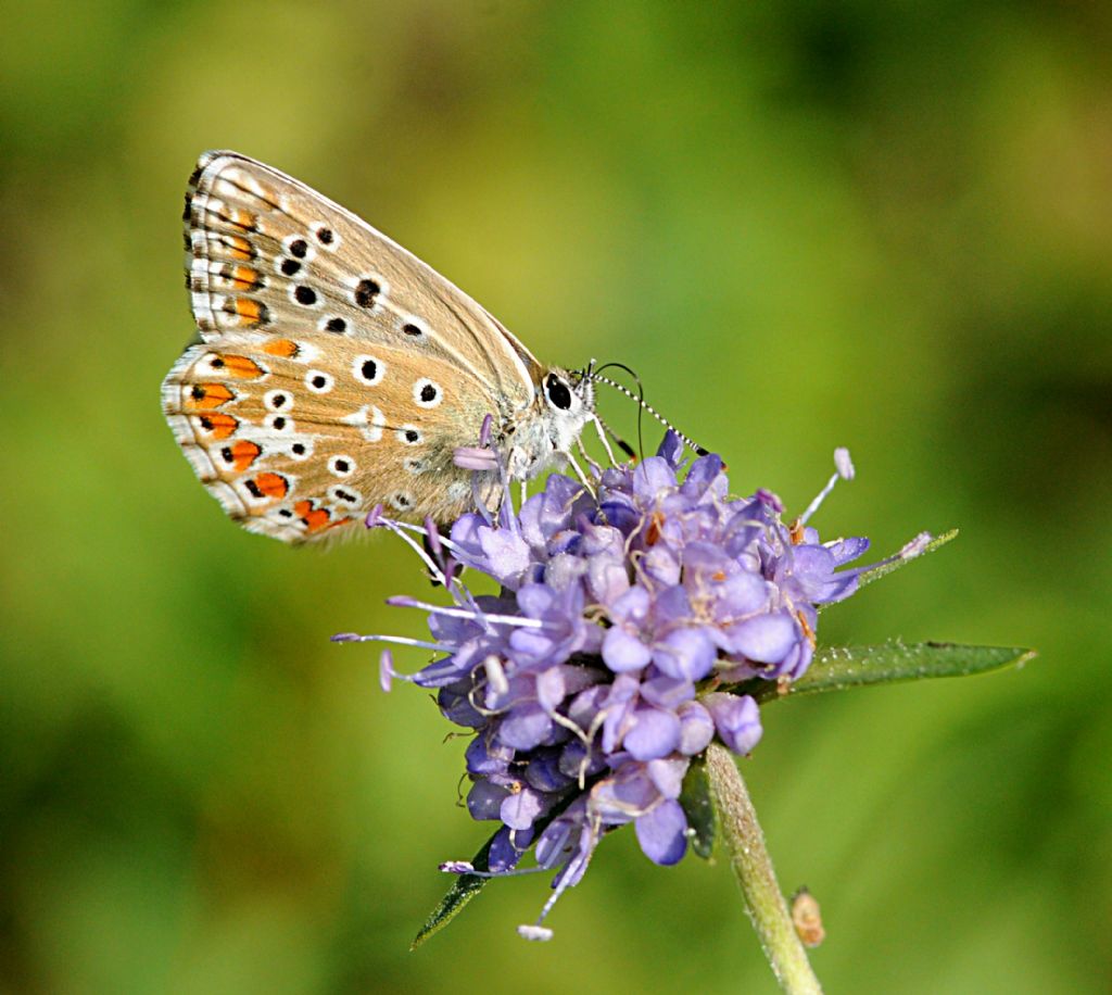 Licenide da identificare -  Polyommatus (Lysandra) bellargus