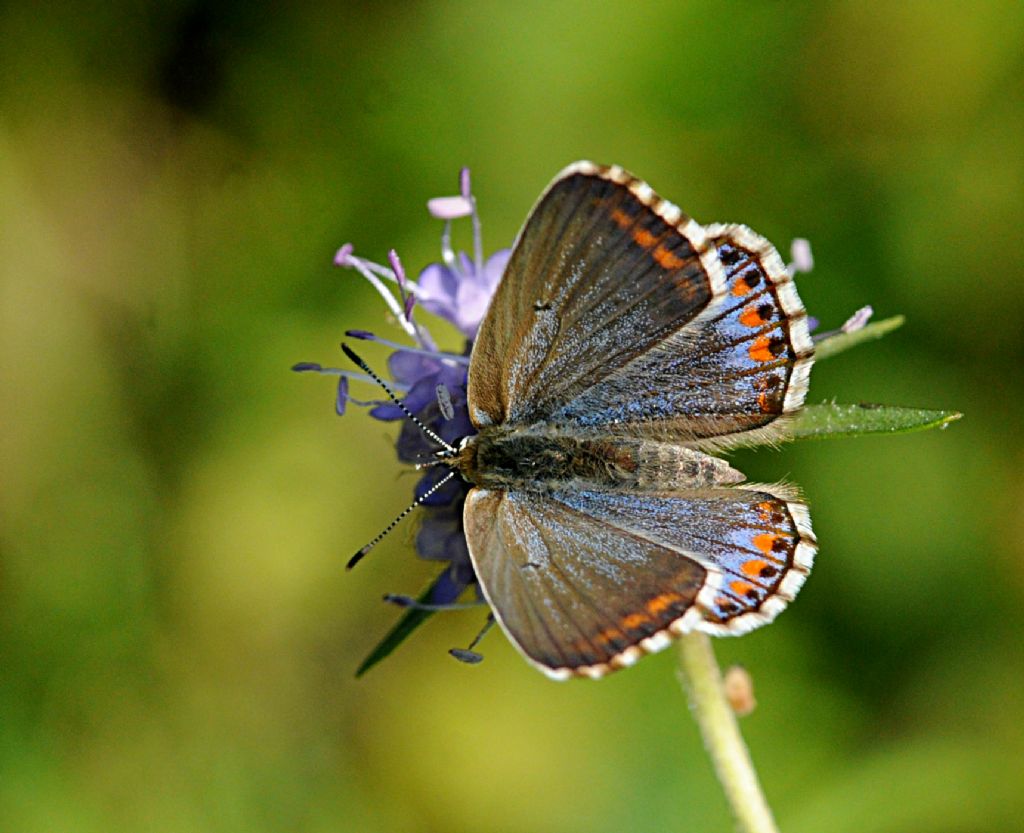 Licenide da identificare -  Polyommatus (Lysandra) bellargus