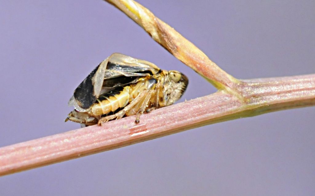Cicadidae? No. Aphrophoridae: Philaenus spumarius