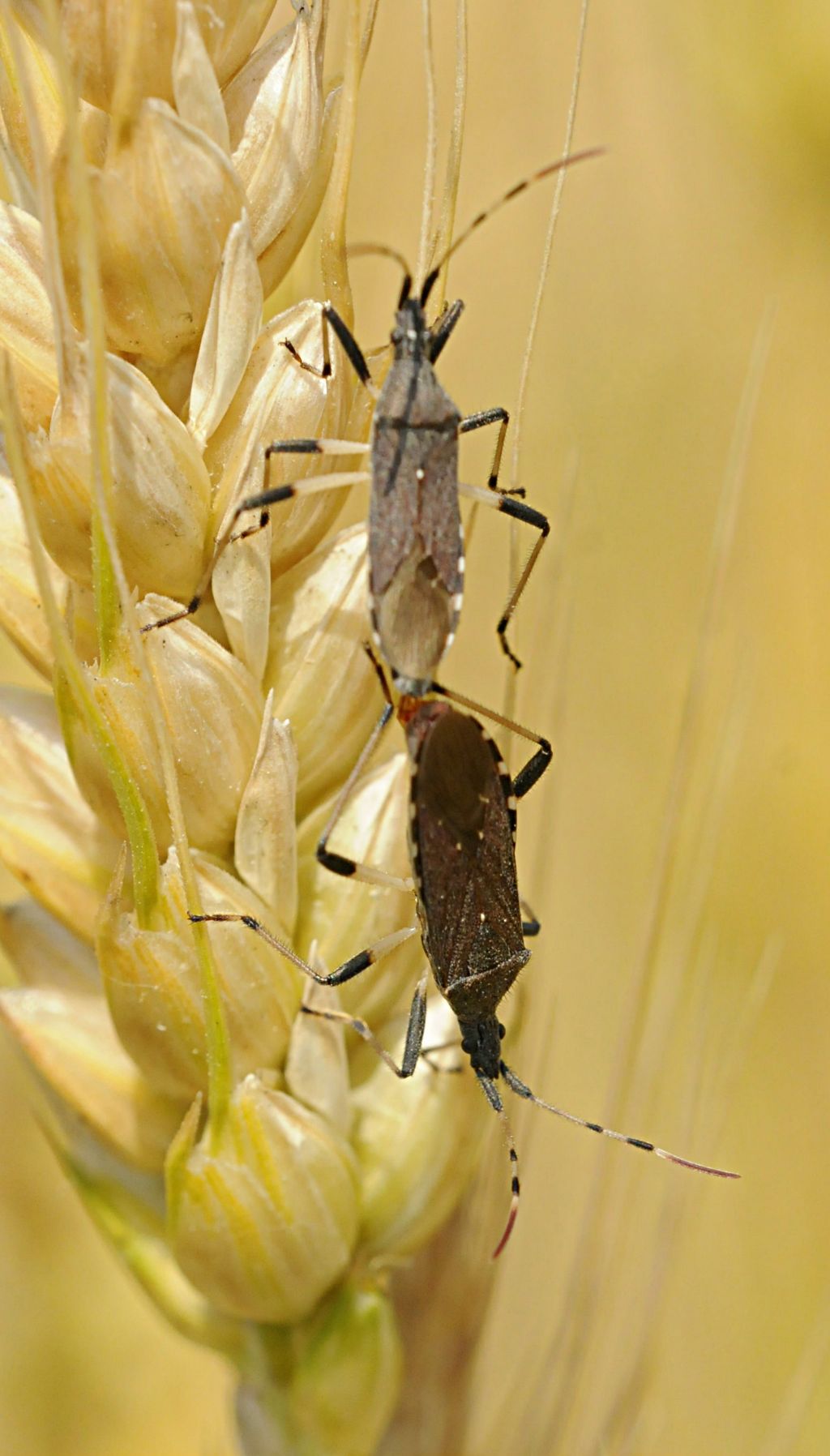 Stenocephalidae: Dicranocephalus albipes del Piemonte (CN)
