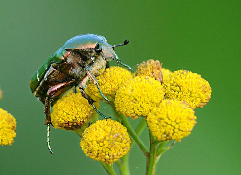 Cetonia aurata pisana (cf.)