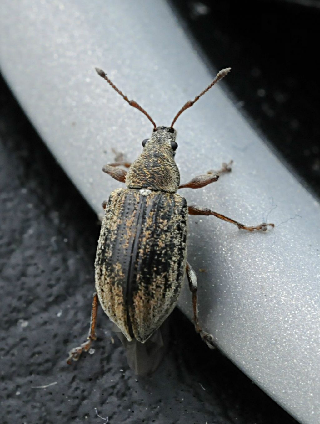 Phillobius? - Phyllobius pyri