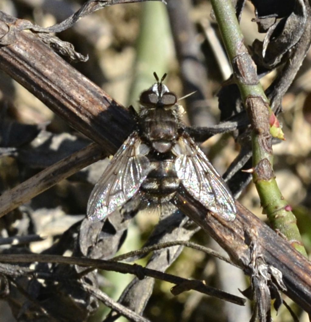 Ernestia sp. (Tachinidae)