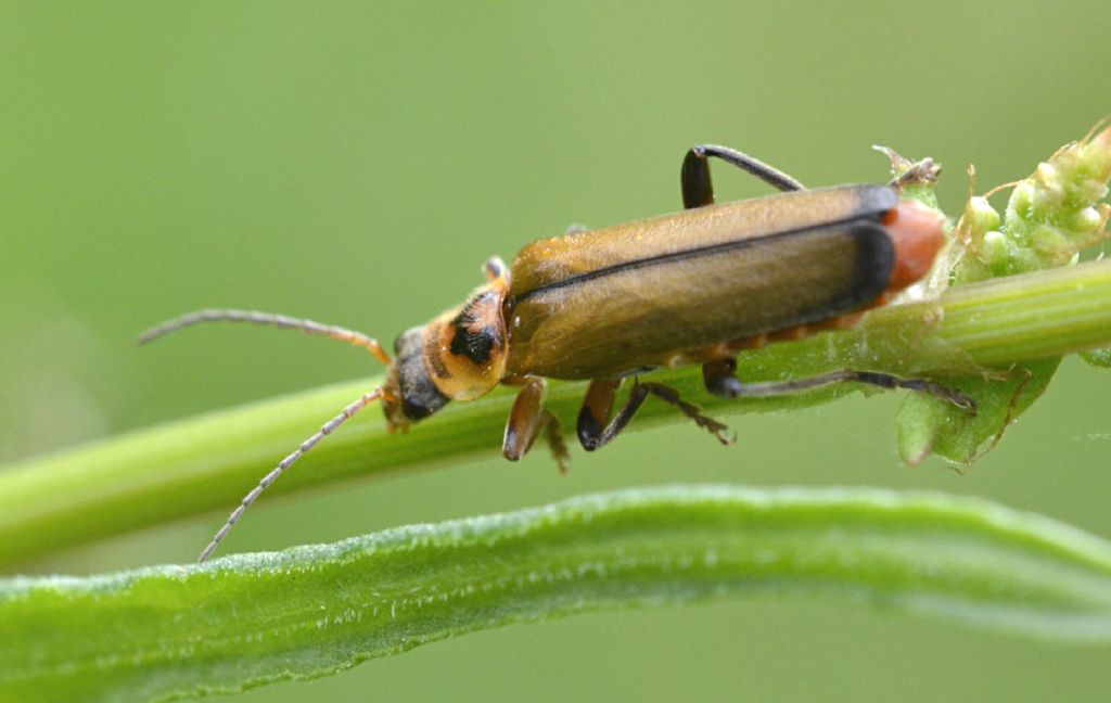 Cantharis terminata