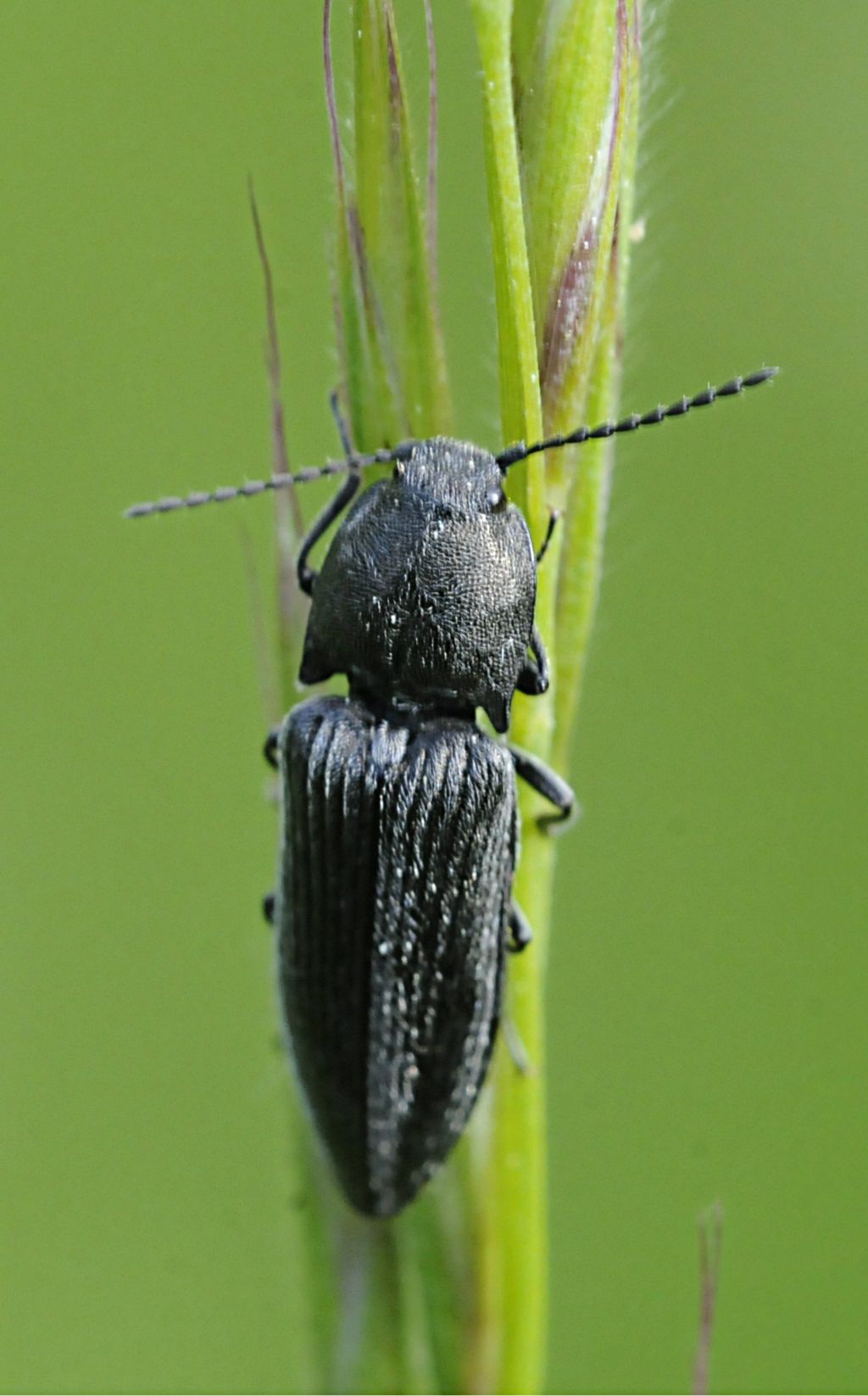 Cidnopus pilosus (cf.)