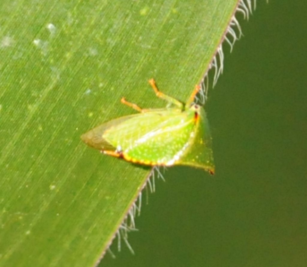 Stictocephala bisonia? S