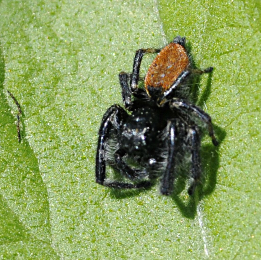 Carrhotus xanthogramma - Bagnasco (CN)