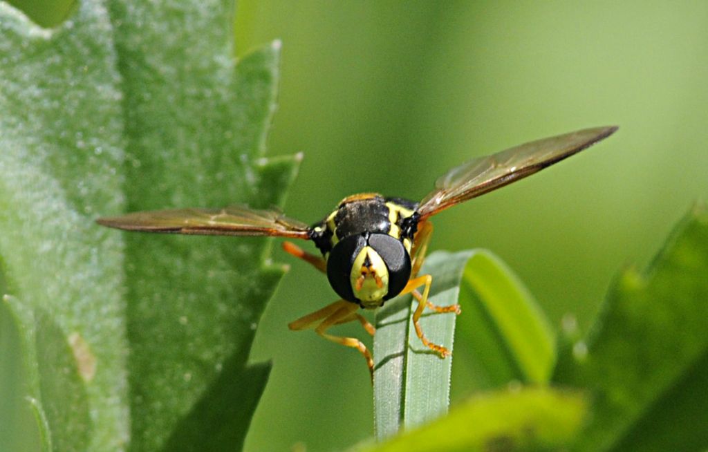Xanthogramma citrofasciatum maschio
