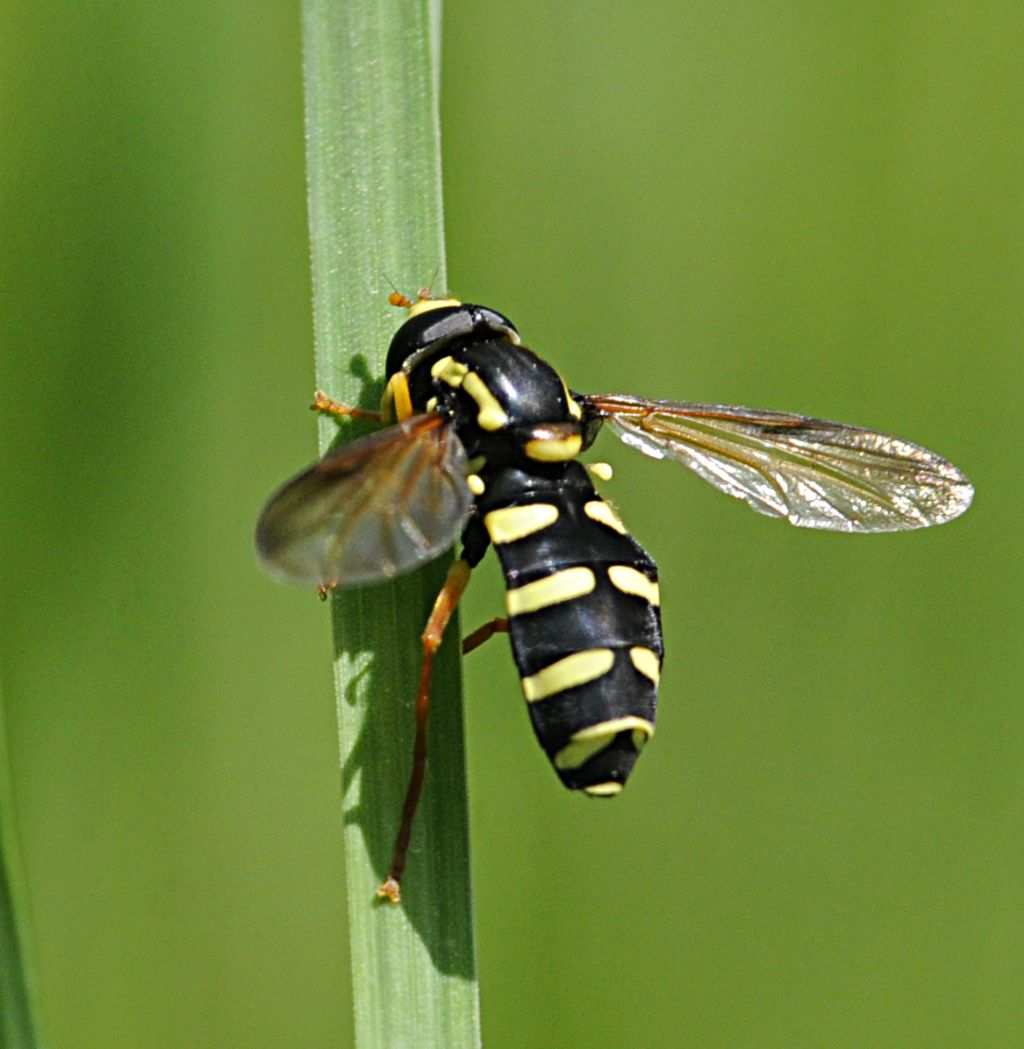 Xanthogramma citrofasciatum maschio