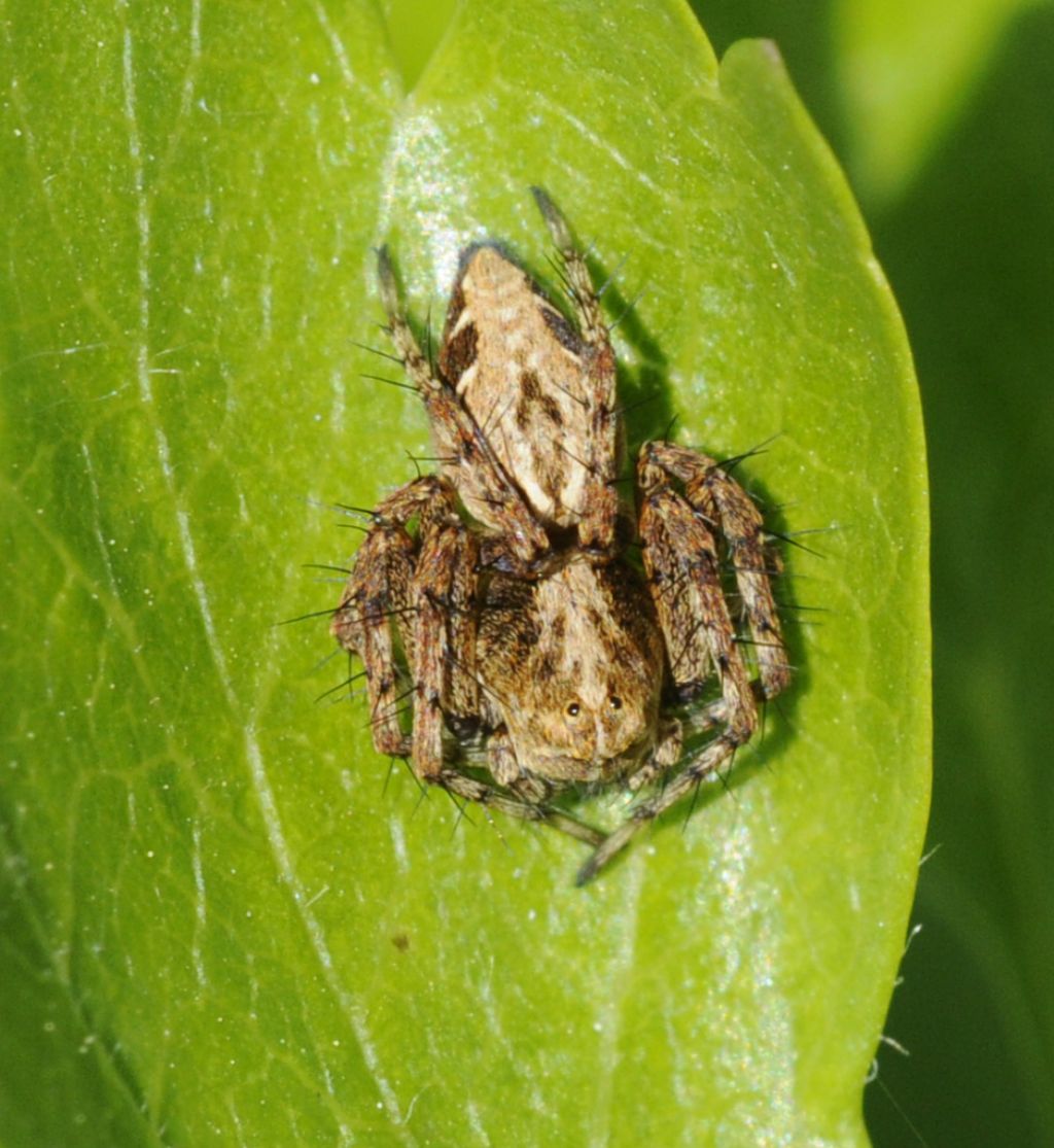 Oxyopes ramosus - Sant''Albano Stura (CN)