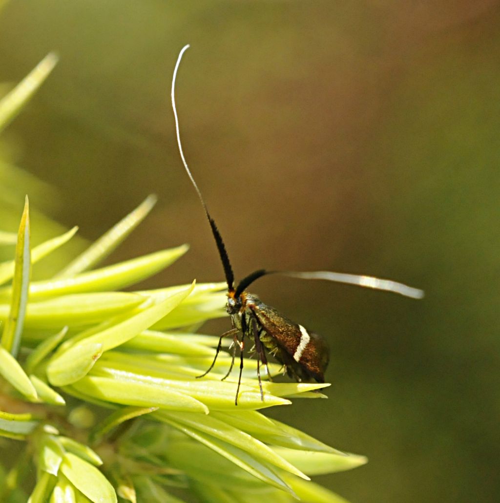 Adela australis? S, femmina