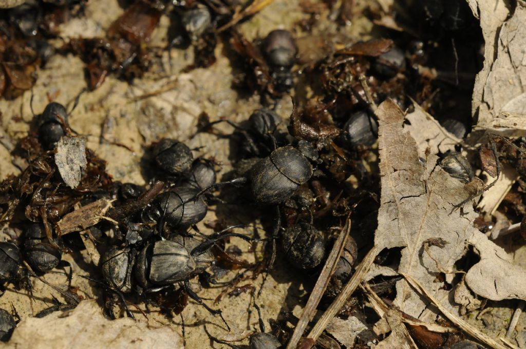 Coleotteri da determinare - Sisyphus schaefferi/Onthophagus