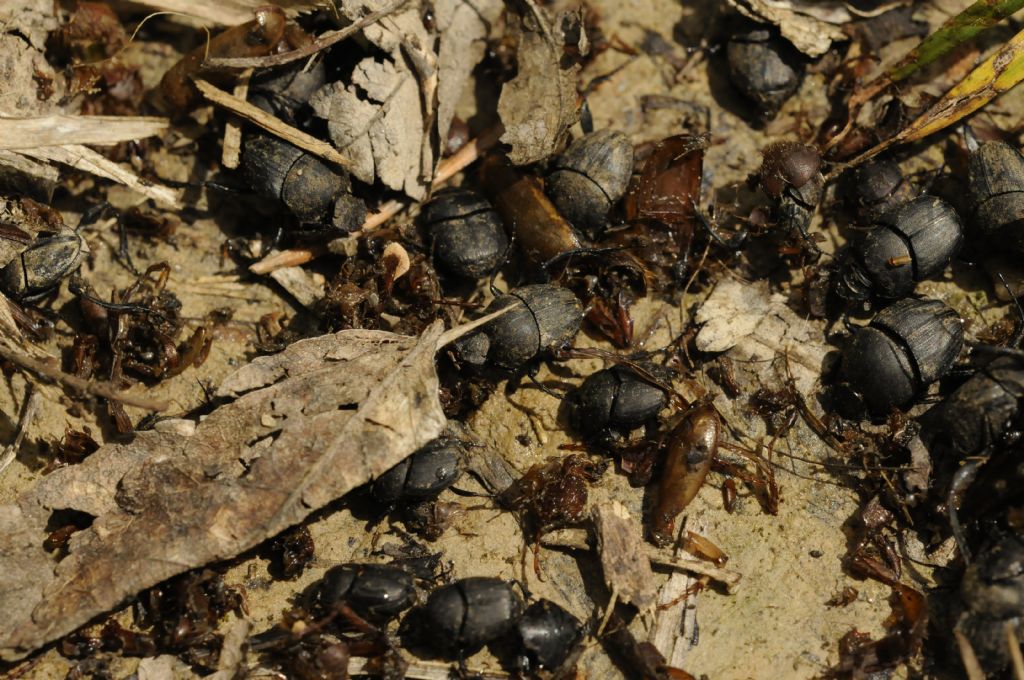 Coleotteri da determinare - Sisyphus schaefferi/Onthophagus