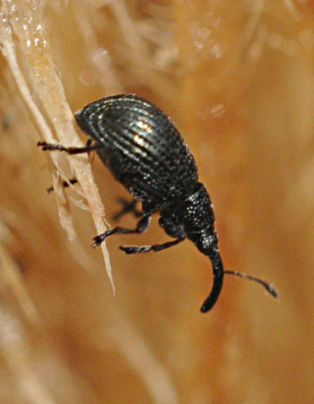 Apionidae da id
