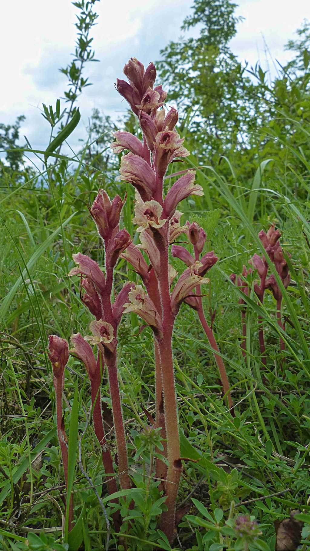 Orobanche alba / Succiamele del serpillo