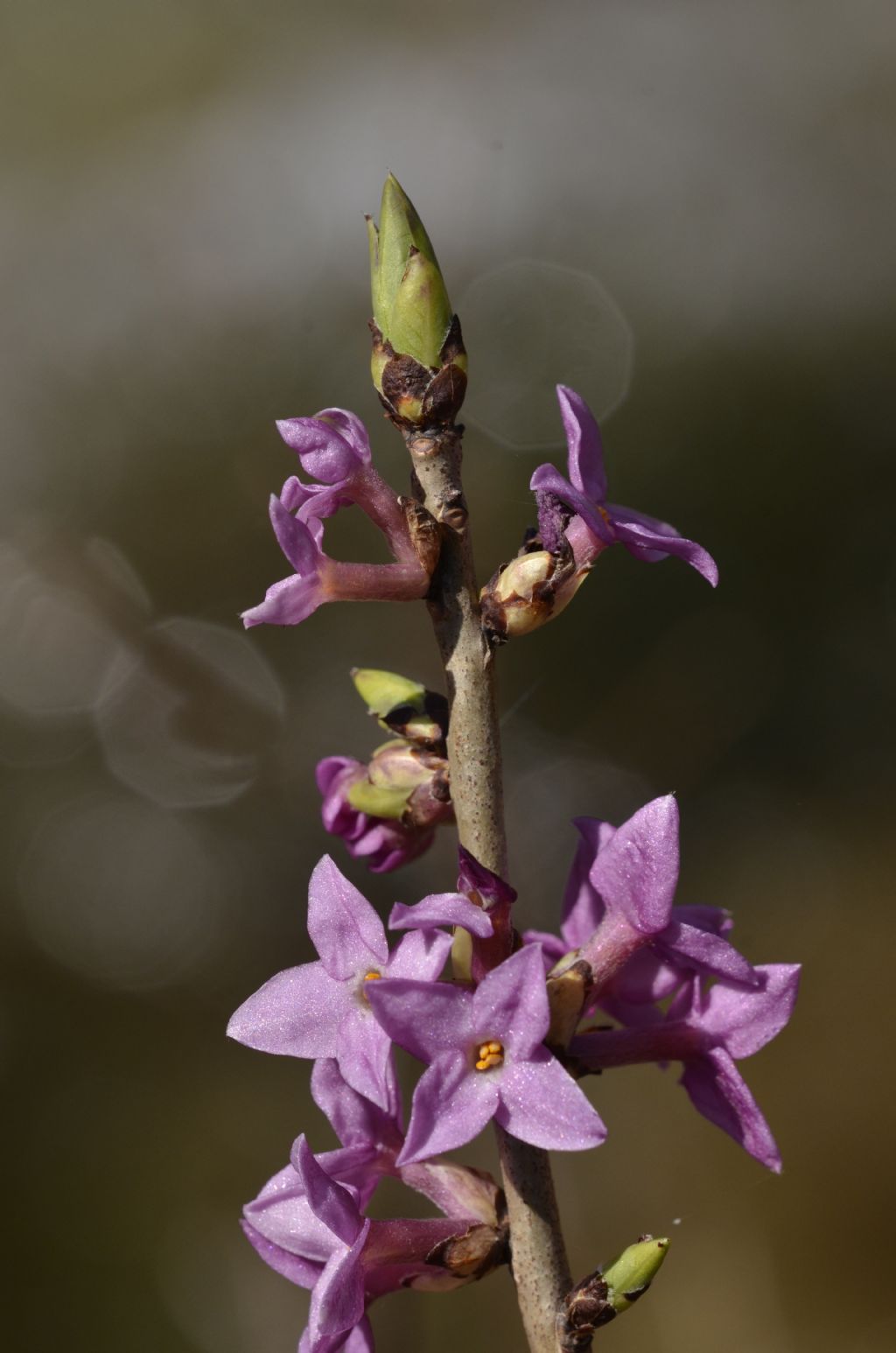 Daphne mezereum / Mezereo, fior di stecco