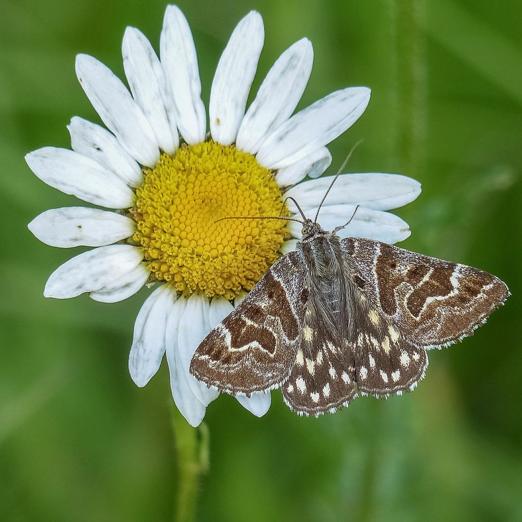 Lepidottero da determinare - Euclidia (Callistege) mi