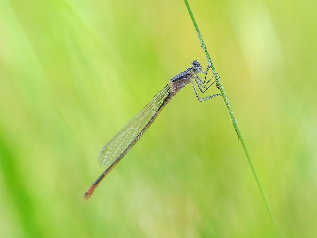 Ischnura elegans?