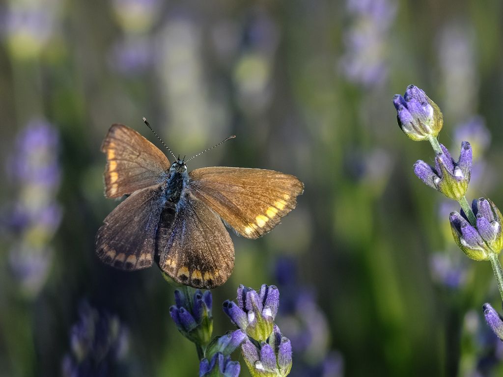 Licenide da determinare - Polyommatus icarus